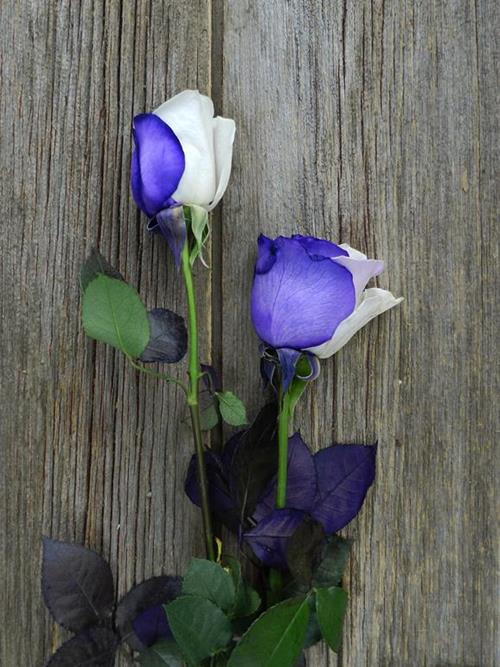 PURPLE & WHITE   TINTED ROSE